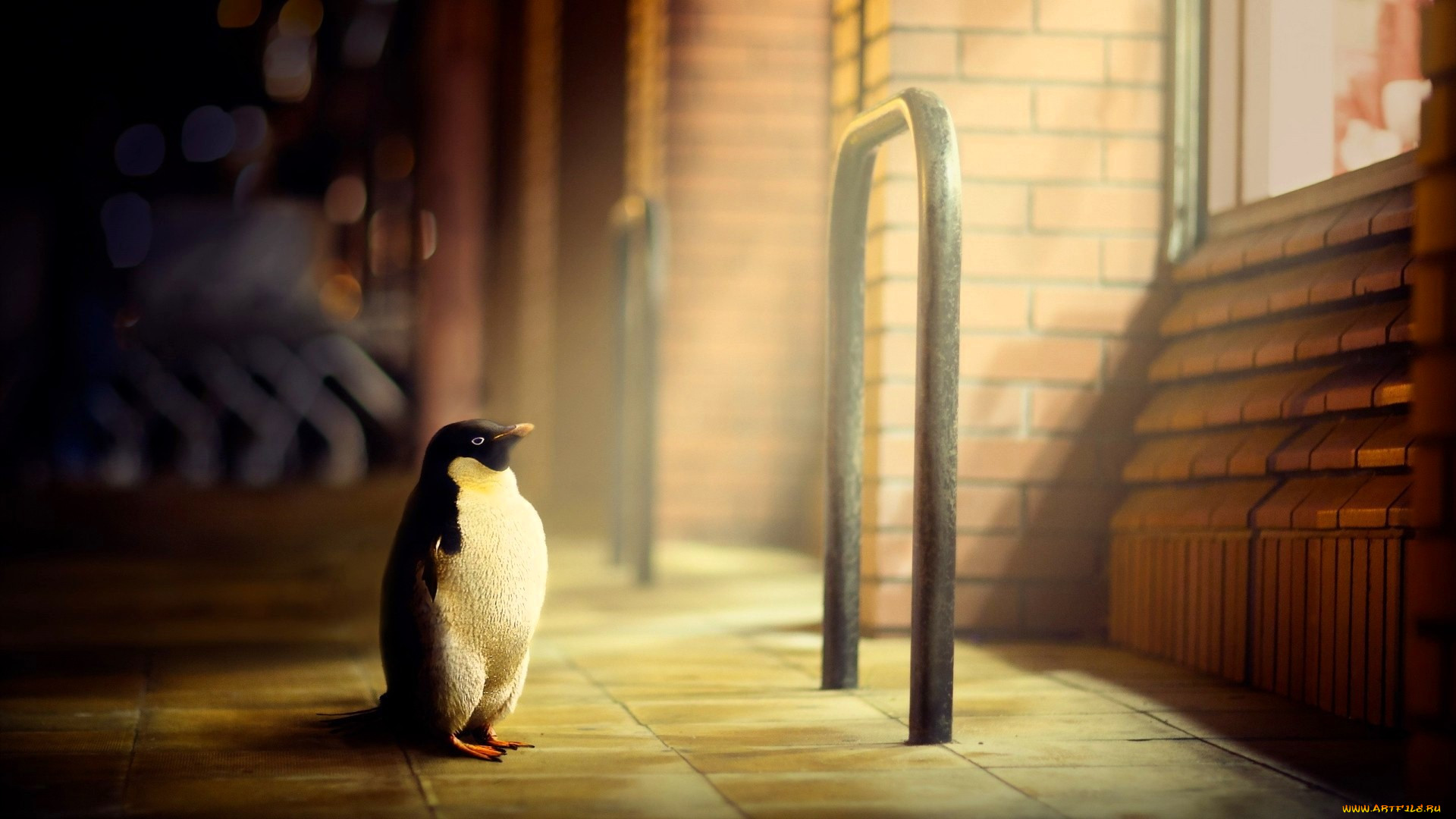 3 ,  , animals, , , , 